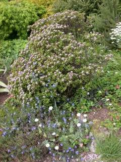 Daphne sericea, in flower