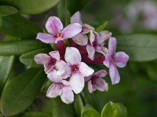 Daphne sericea, flowers