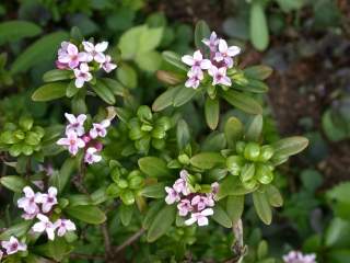 Daphne sericea, flowers and foliage