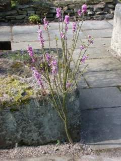 Daphne mezereum, in flower