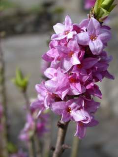 Daphne mezereum, inflorescence