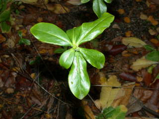 Daphne pontica, foliage