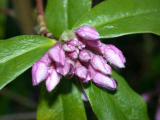 Daphne bholua 'Jacqueline Postill', flower buds