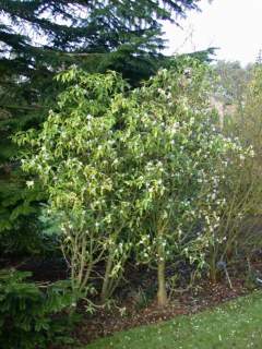 Daphne bholua, in flower