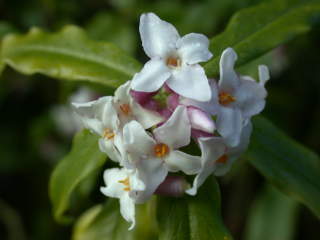 Daphne bholua, inflorescence