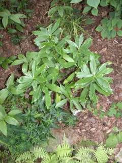 Daphne odora 'Marginata'