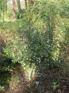 Daphne bholua, in flower