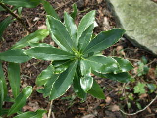 Daphne odora 'Marginata', foliage