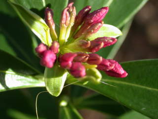 Daphne odora 'Marginata', flower buds
