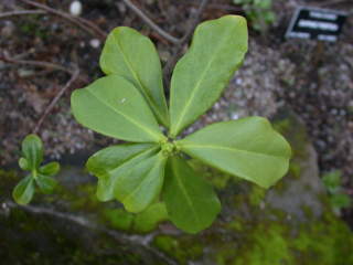 Daphne pontica, foliage