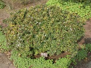 Daphne tangutica, in flower