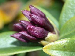 Daphne tangutica, flower buds