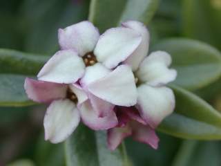 Daphne tangutica, flowers