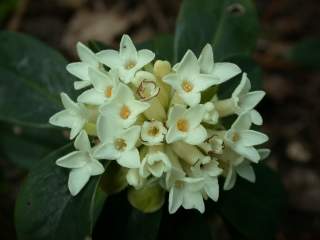 Daphne blagayana, inflorescence