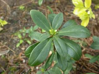 Daphne blagayana, foliage