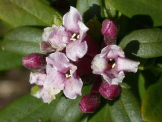 Daphne sericea, flowers