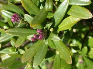 Daphne sericea, foliage and flower buds