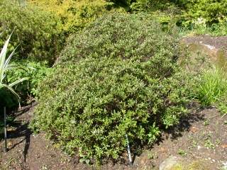 Daphne sericea, coming into flower