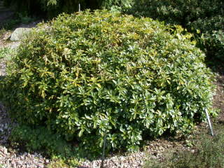 Daphne laureola ssp philippi