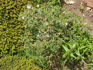 Daphne species, in flower