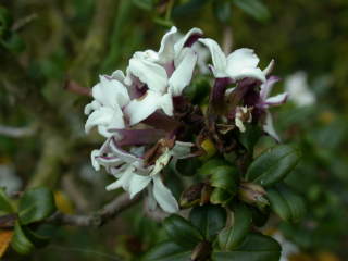 Daphne species, flowers