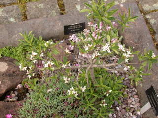 Daphne species, in flower
