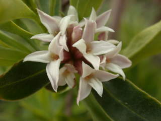 Daphne species, flowers