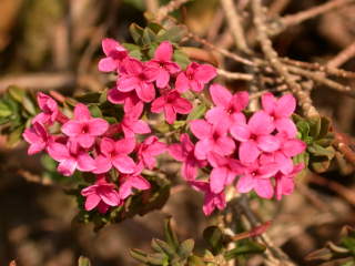 Daphne cneorum f. major, flowers