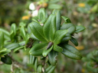 Daphne species, foliage