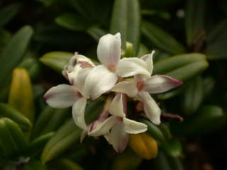 Daphne tangutica Retusa group, flowers