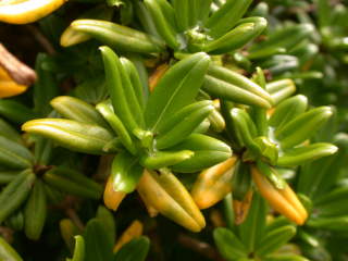 Daphne tangutica Retusa group, foliage