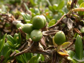 Daphne tangutica Retusa group, fruits