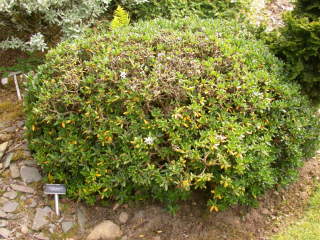 Daphne tangutica Retusa group, in flower