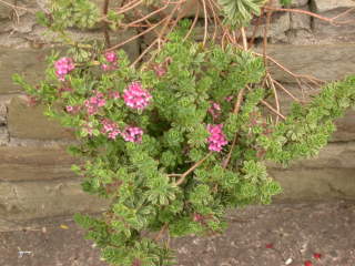 Daphne eximia 'Variegata', in flower