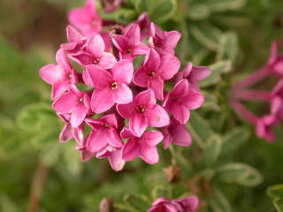 Daphne eximia 'Variegata', inflorescence