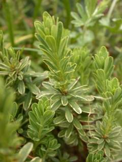 Daphne eximia 'Variegata', foliage