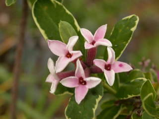 Daphne species, flowers