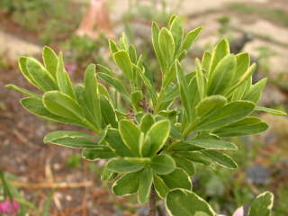 Daphne species, foliage