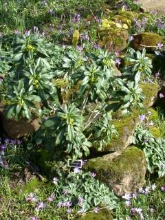 Daphne laureola, in flower