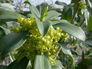 Daphne laureola, flowers