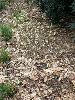 Daphne mezereum 'Album', in flower