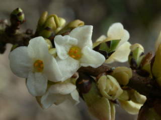 Daphne mezereum 'Album', flowers