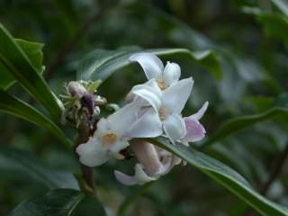 Daphne bholua 'Darjeeling', flowers