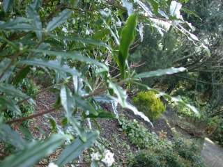 Daphne bholua 'Darjeeling', foliage