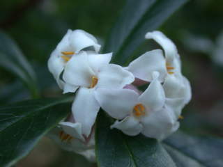 Daphne bholua 'Darjeeling', flowers