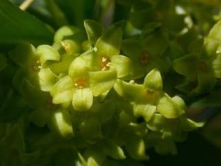 Daphne laureola, flowers