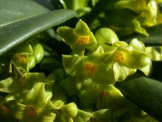 Daphne laureola, flowers