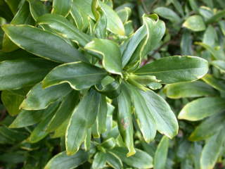 Daphne cultivar, foliage