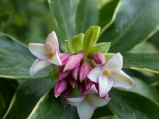 Daphne cultivar, inflorescence