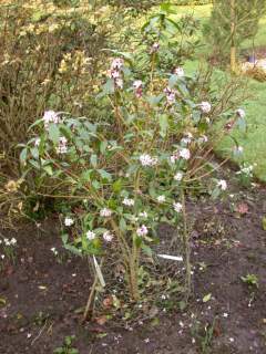 Daphne bholua 'Sir Peter Smithers', in flower